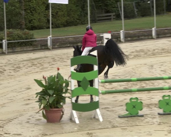Reitturnier Schutterwald 2020
