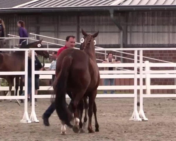horse Stute von Cachassini (Westphalian, 2014, from Cachassini)