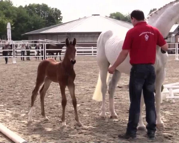 horse Hengst von Lord Fauntleroy (Westphalian, 2014, from Pikeur Lord Fauntleroy)