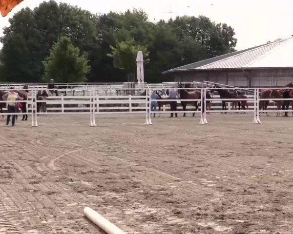 horse Hengst von Lord Fauntleroy (Westphalian, 2014, from Pikeur Lord Fauntleroy)