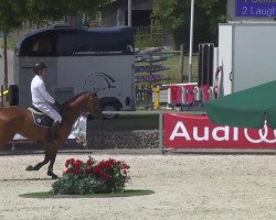 jumper Entertainer V (KWPN (Royal Dutch Sporthorse), 2009, from Corland)