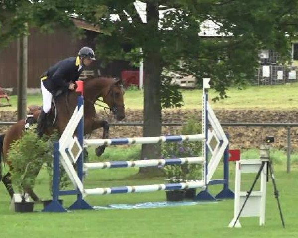 jumper Milka 45 (KWPN (Royal Dutch Sporthorse), 2009, from Ustinov)