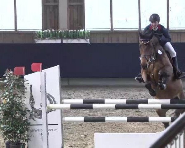 jumper Cherrylane F (Hanoverian, 2008, from Charilan)