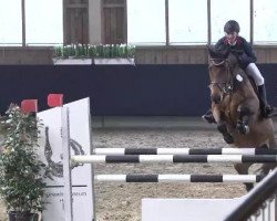 jumper Cherrylane F (Hanoverian, 2008, from Charilan)
