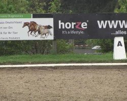 dressage horse Xaparro Do Vouga (Lusitano, 2002, from Marfim do Top)