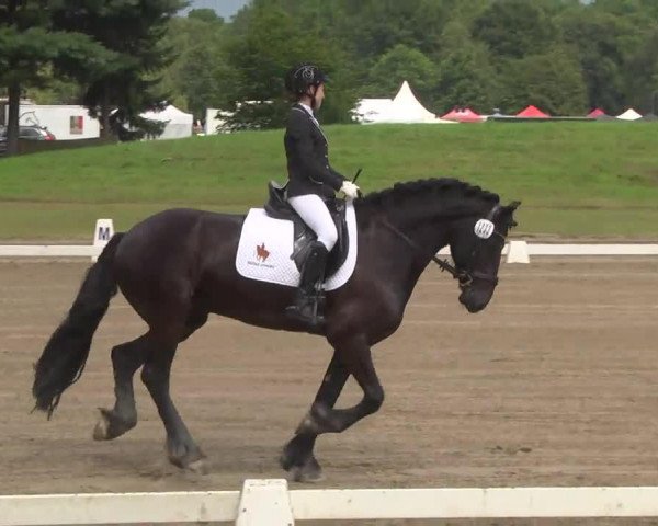 horse Beau (unknown, 2006)