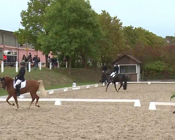 Reitturnier Remlingen/Ufr. 2020