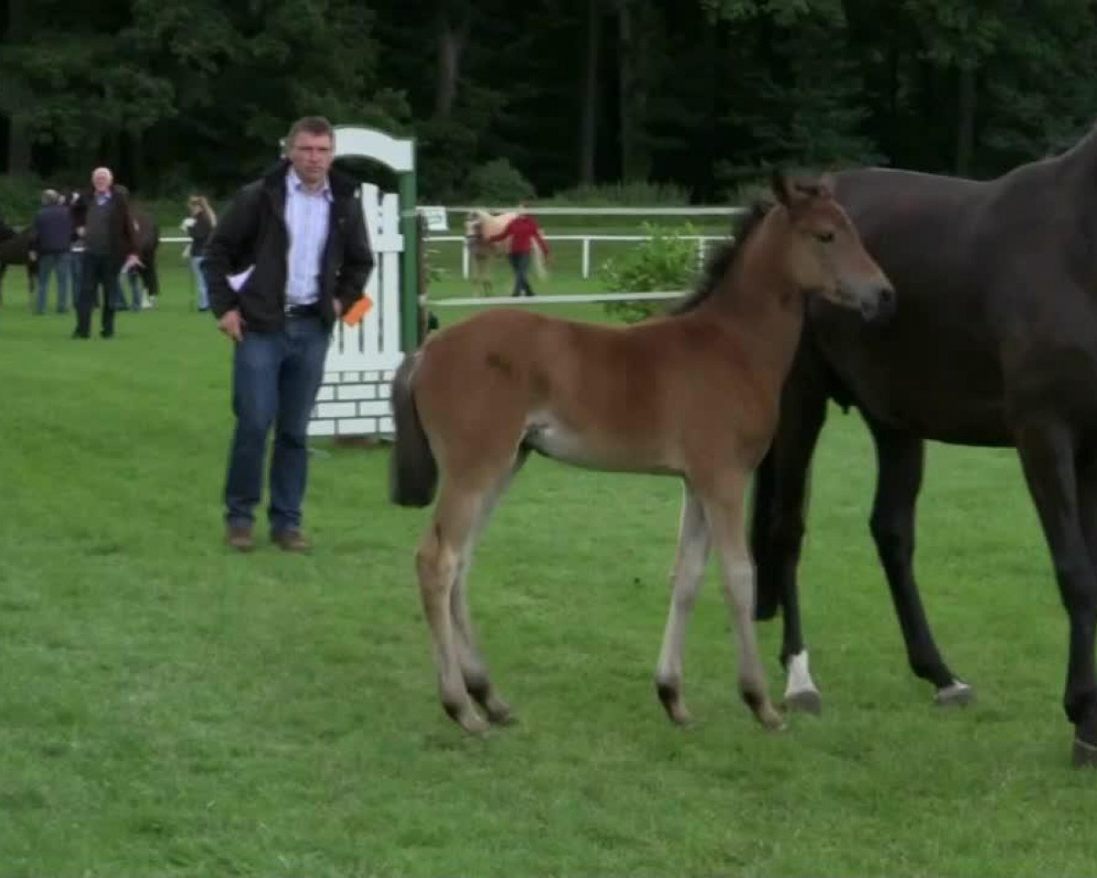 Zuchtstute De la Rosè (Deutsches Reitpony, 2014, von Dimension AT NRW)