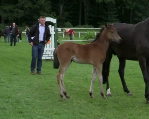 broodmare De la Rosè (German Riding Pony, 2014, from Dimension AT NRW)