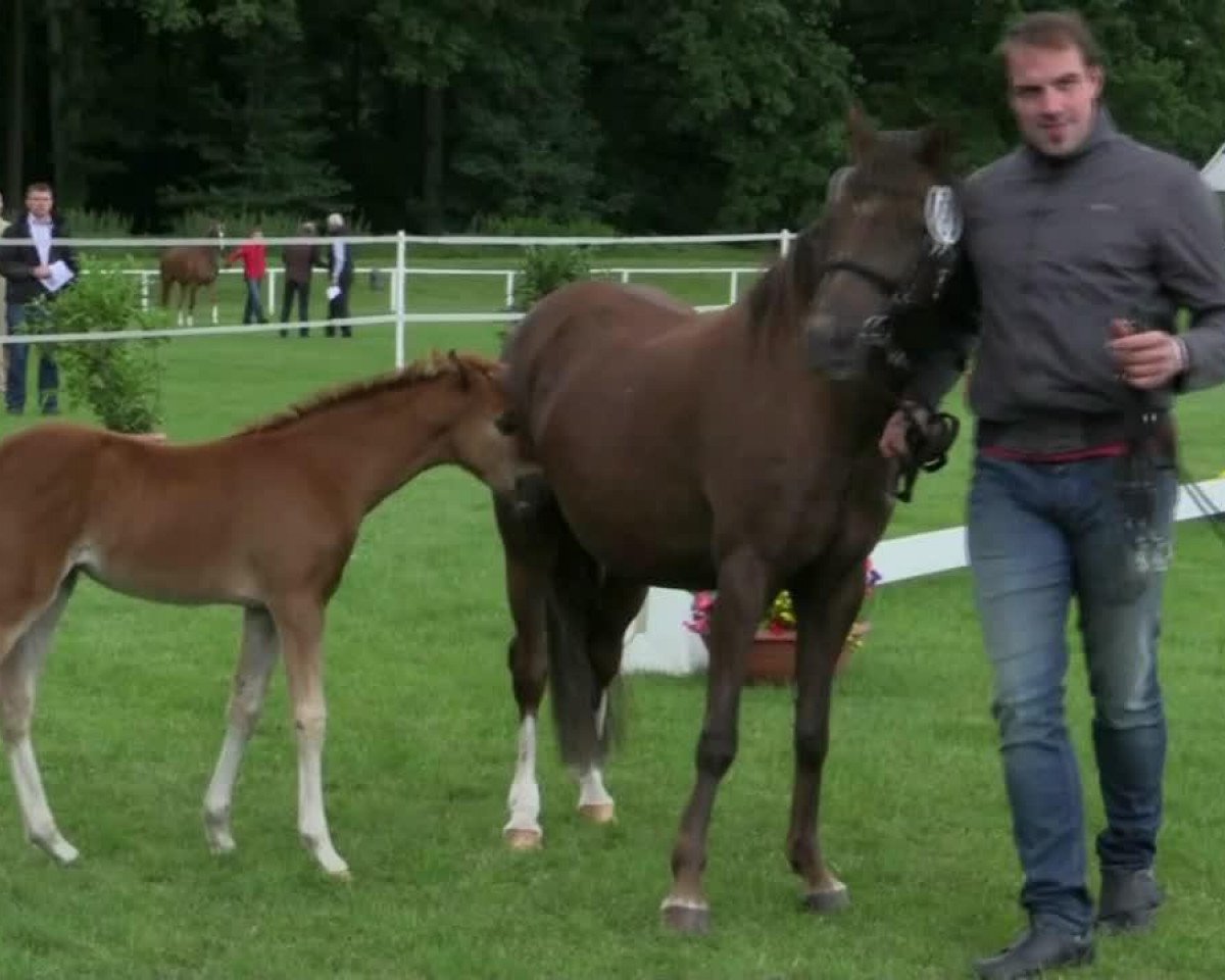 horse Cusi H (Westphalian, 2014, from Chic in Time)