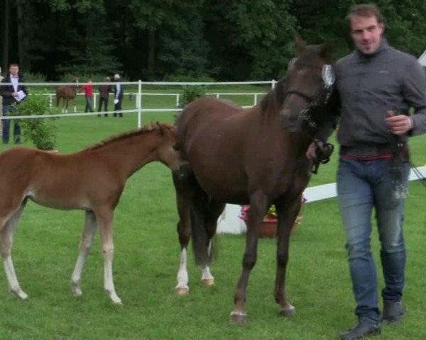 horse Cusi H (Westphalian, 2014, from Chic in Time)
