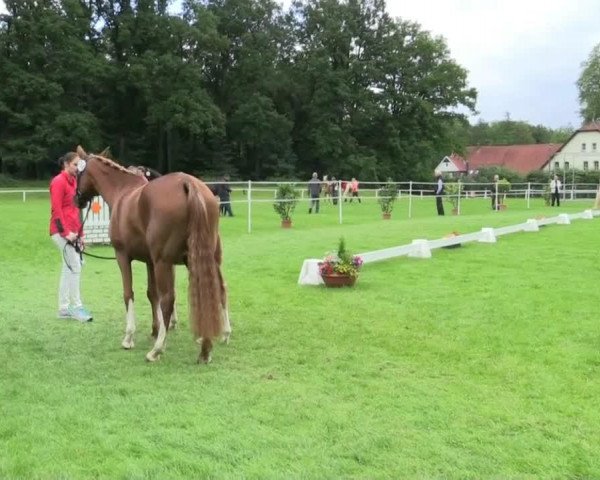 Pferd Daim SL (Deutsches Reitpony, 2014, von Del Estero NRW)