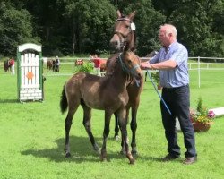 stallion A New Illusion (German Riding Pony, 2014, from A new Star)