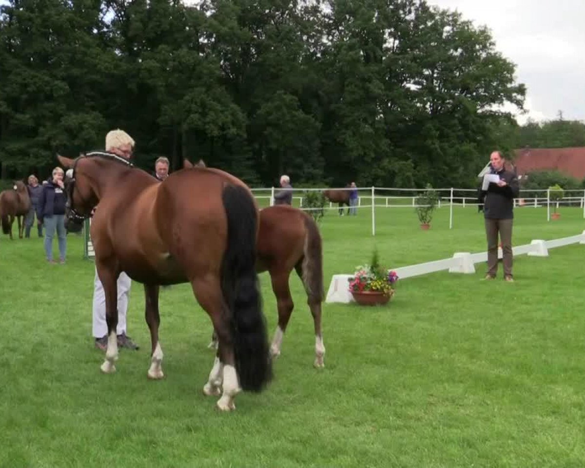 horse Stute von Cosmopolitan D (Westphalian, 2014, from Cosmopolitan NRW)