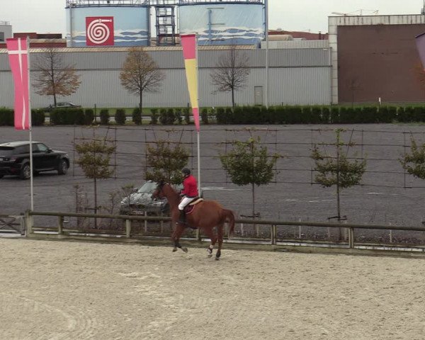FEI Reitturnier Lier (BEL) 2020