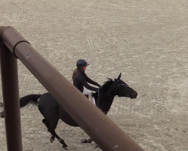 FEI Reitturnier Lier (BEL) 2020