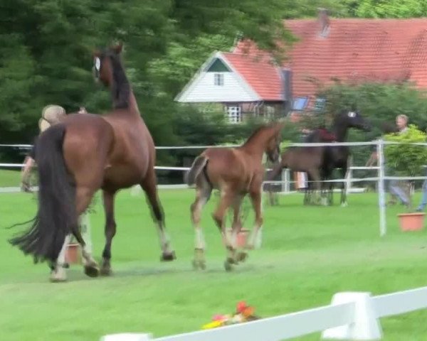broodmare Cosma (Westphalian, 2014, from Cup Cooper)