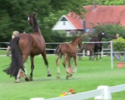 broodmare Cosma (Westphalian, 2014, from Cup Cooper)