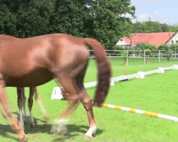 Pferd Sommerblüte (Westfale, 2014, von Sir Heinrich OLD)