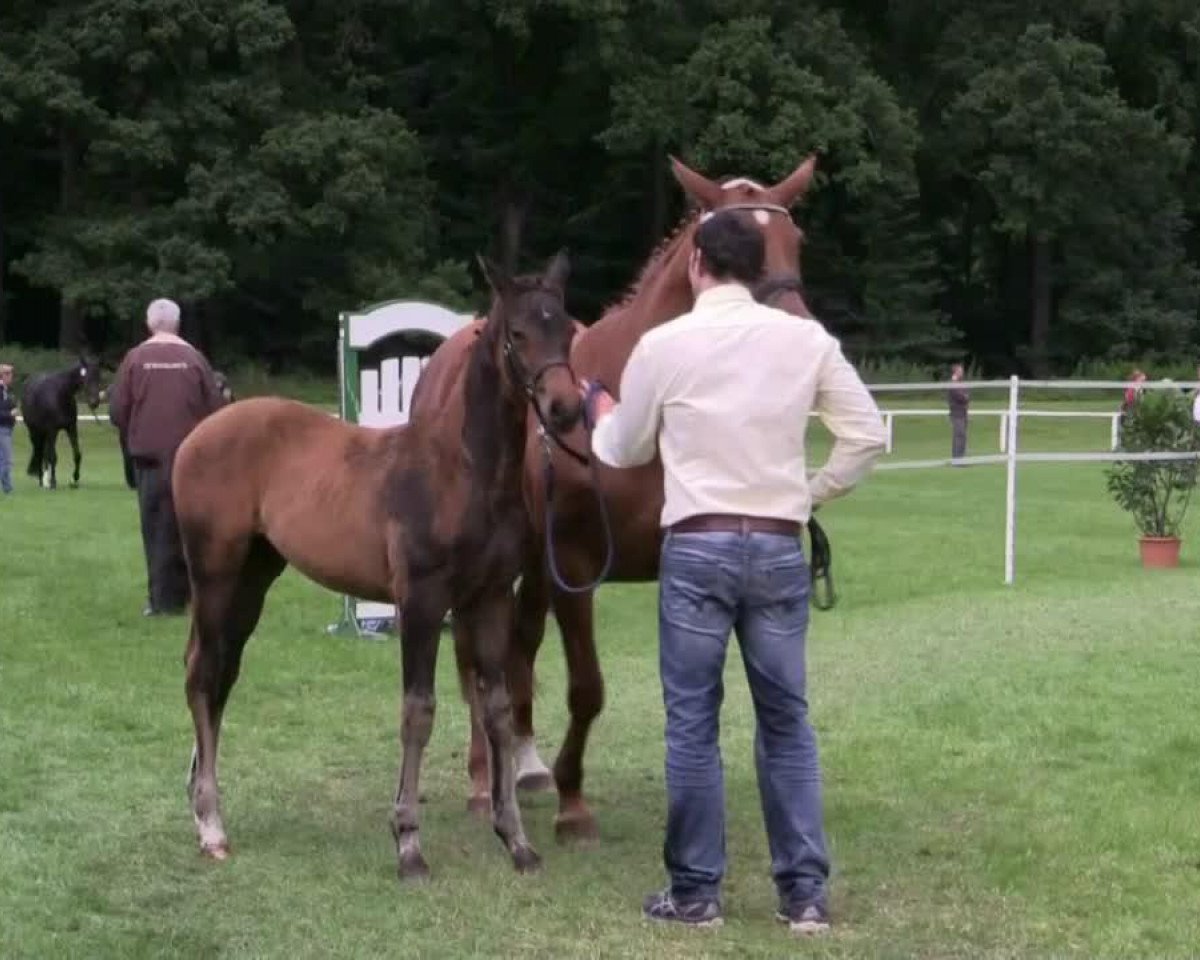 horse Stute von All at Once (Westphalian, 2014, from All At Once)