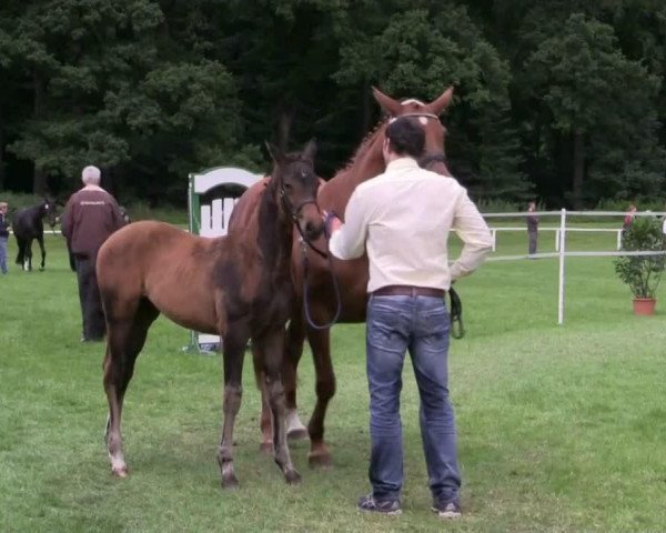 horse Stute von All at Once (Westphalian, 2014, from All At Once)