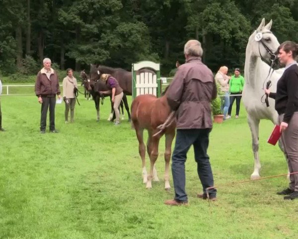 horse Hengst von Pilothago (Westphalian, 2014, from Pilothago Dxb)