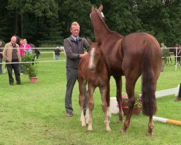 horse Hengst von Pilothago (Westphalian, 2014, from Pilothago Dxb)