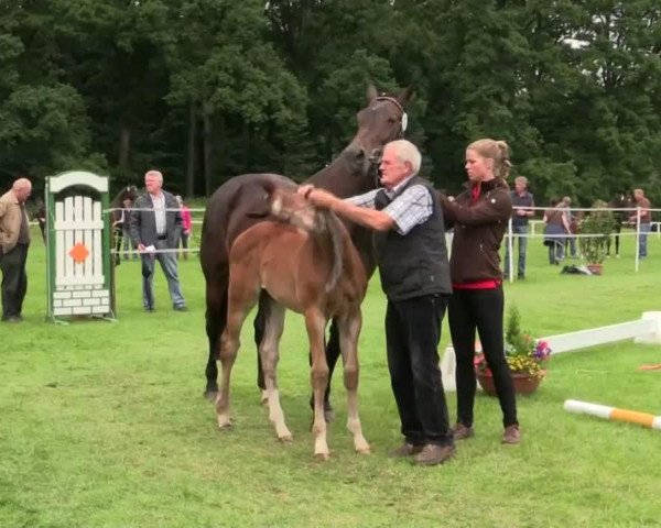 Springpferd Polly 501 (Westfale, 2014, von Pilothago Dxb)