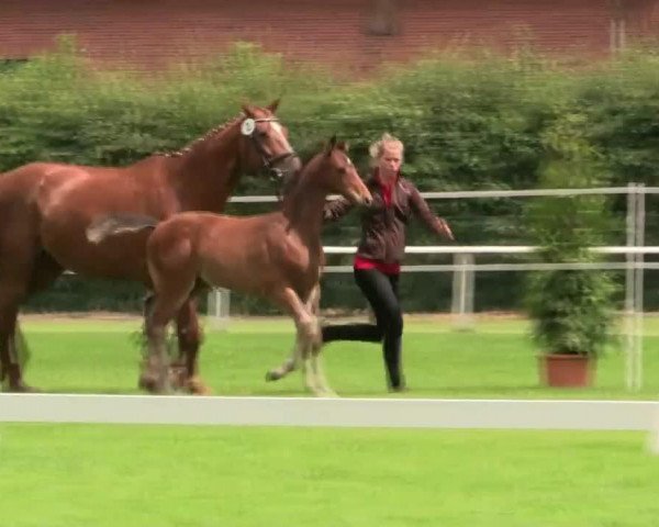 horse Hengst von Pilothago (Westphalian, 2014, from Pilothago Dxb)