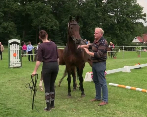 jumper Pizarro S (Westphalian, 2014, from Pilothago Dxb)