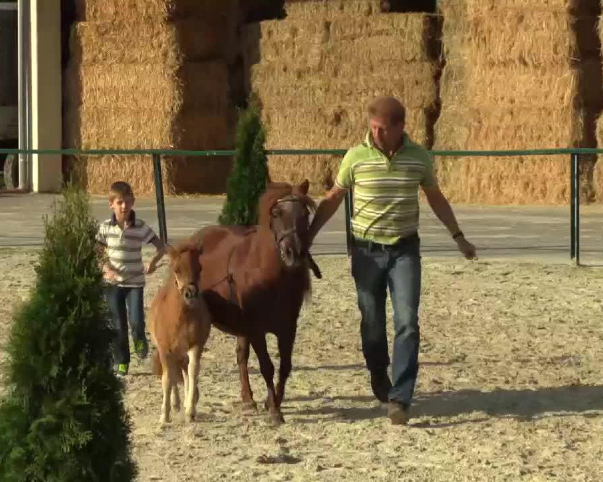 stallion Prinz von Kuhl (Dt.Part-bred Shetland pony, 2014, from Picolino H)