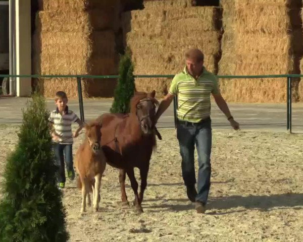 stallion Prinz von Kuhl (Dt.Part-bred Shetland pony, 2014, from Picolino H)