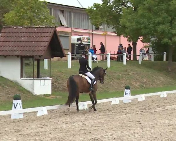 Reitturnier Remlingen/Ufr. 2020