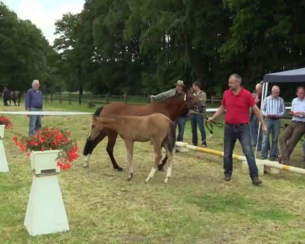 horse Sute von Classic Dancer (German Riding Pony, 2014, from Classic Dancer I)