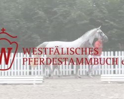 Zuchtstute Grazia II LW (Deutsches Reitpony, 2014, von Going East)
