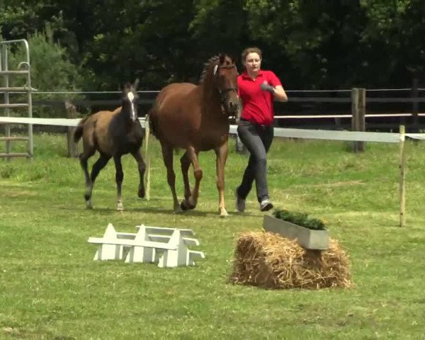 Pferd Hengst von Rex The Robber (Deutsches Reitpony, 2014, von Rex the Robber)