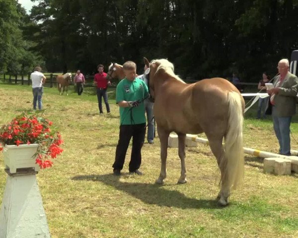Zuchtstute Sunshine C (2,15% ox) (Haflinger, 2010, von Sonnenkönig C (4,30% ox))