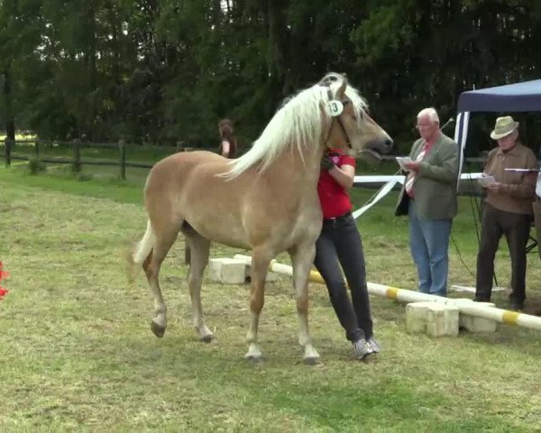 Zuchtstute Stute von Nevitano (Haflinger, 2011, von Nevitano)