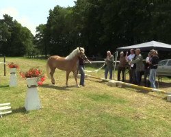 broodmare Naticia (11,72% ox) (Westphalian, 2011, from DSP Nakuri (17,19% ox))