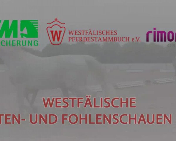 horse Sonnentänzer C (2,15% ox) (Edelbluthaflinger, 2014, from Sonnenkönig C (4,30% ox))