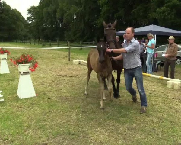 horse Stute von Stoiber (Westphalian, 2014, from Stoiber SN)