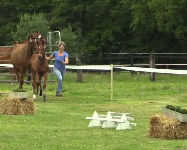 horse Stute von Archeron (Westphalian, 2014, from Acheron 4)