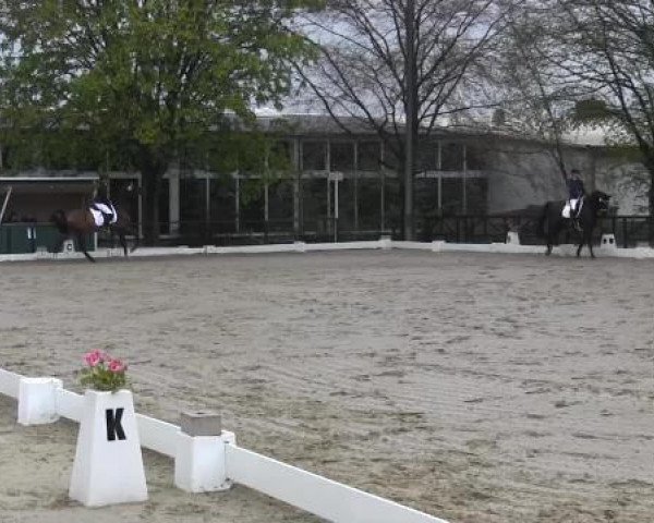 dressage horse Royce Ruuby (Hanoverian, 2010, from Rotspon)