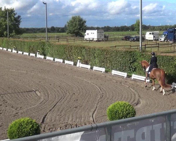Reitturnier Übach-Palenberg - Scherpenseel 2020
