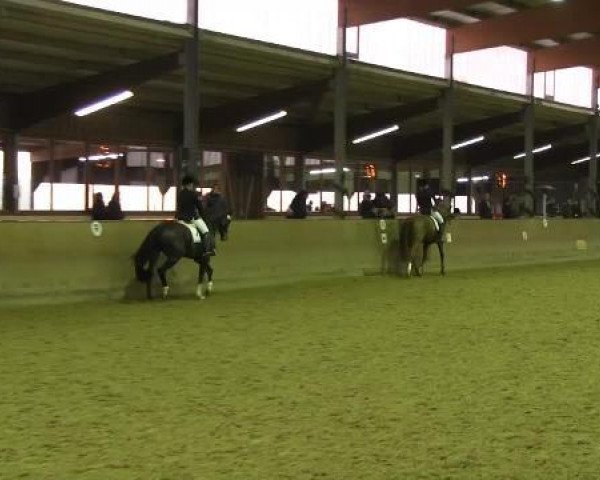 dressage horse Friedrich der Große 5 (Hanoverian, 2010, from Fürst Nymphenburg)