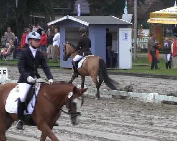 jumper Cisse TF (German Riding Pony, 2011, from NK Cyrill)