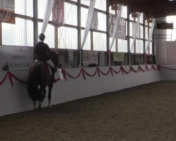 broodmare Florence PSt (Westphalian, 2010, from Filius Bedo)