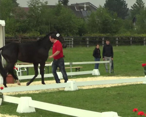 horse Stute von Silbermond (Westphalian, 2011, from Silbermond)