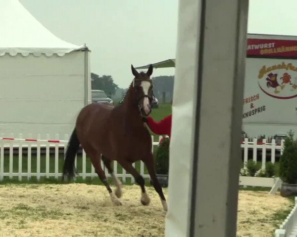 horse Suleika (Westphalian, 2010, from Starnberg)