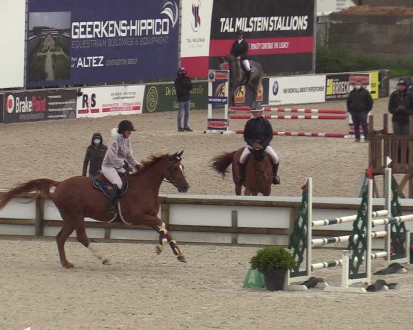FEI Reitturnier Lier (BEL) 2020